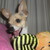:iconsofiahuizar1994: