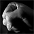 :iconsoftcellsnail: