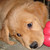 :iconsoftfox247: