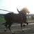 :iconsoggybelgians: