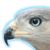 :iconsokolitsa: