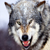 :iconsolace-wolf: