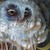 :iconsolarowl: