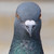 :iconsolcayto: