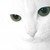 :iconsolecat: