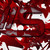 :iconsolidesign: