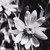 :iconsolitaire133: