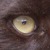 Sollerion :iconsollerion: