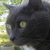 :iconSolo-Dev: