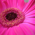 :iconsomebody-somewhere: