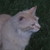 :iconsomeonewhoisntme: