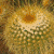 :iconsomnium-effugere:
