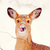 :iconsonderlust: