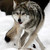 :iconsongetstuffed: