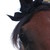 SongsoftheHeart :iconsongsoftheheart: