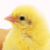 :iconsonicandcat: