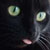 :iconsonicfanatic88: