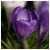 :iconsonicflowerdreamz: