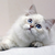 :iconsonicunleashed11: