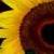 :iconsoonerx3later: