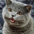 :iconsoop13: