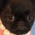soosh-paws :iconsoosh-paws: