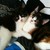 :iconsoph55: