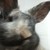 :iconsophialuvsbunnies: