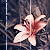 :iconsophie-black7: