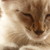 :iconsophie-kira-animai: