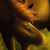 :iconsora-no-ko: