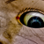 :iconsoraxtm:
