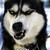 :iconsorcery-rex: