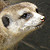 :iconsordoth: