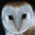 :iconsoren10: