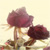 :iconsorrowfulbliss: