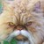 :iconsorrysock: