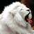:iconsotharoth: