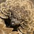 :iconsoujouki-the-skink: