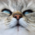 :iconsourpepper: