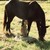 :iconsouthernbelle627: