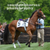 :iconsouthernhorses: