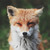 :iconsowarm: