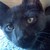 :iconsozins-comet:
