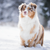 :iconsp-tierfotografie: