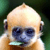 :iconspacemonke: