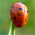 :iconspacesheep: