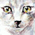 :iconspacestar: