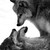 :iconspacewolfcub: