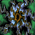 :iconspacingnevada: